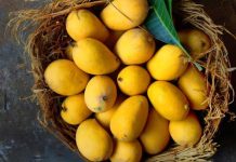 6 Mind-blowing Facts You Didn’t Know About the Kesar Mango Kesar mango price